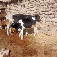 فروش گاو زاید 3تا