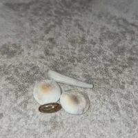 سنگ مار اص اصل