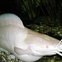 گربه ماهی راه رونده|ماهی|پلدختر, |دیوار