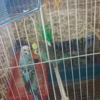 ۱جفت مرغ عشق