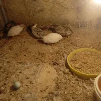 بلدرچین مینیاتوری زیبا