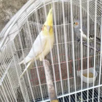 فروش عروس هلندی