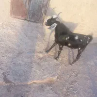 تروشت چاق
