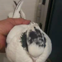 کبوتر سینه شاپر|پرنده|ایلام, |دیوار