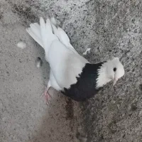 کبوتر طوقی کاکل