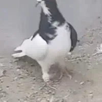 چپ سیاه شقه|پرنده|شیراز, وزیرآباد|دیوار