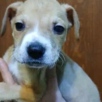 توله پیتبول نر