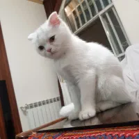 بچه گربه اسکاتیش بریتیش فولد|گربه|کرمان, |دیوار