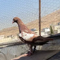 میولمنز سرخ ماده|پرنده|شیراز, قصرالدشت|دیوار