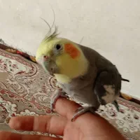 عروس هلندی|پرنده|نجف‌آباد, یزدانشهر|دیوار