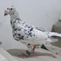 سار سرور دمبی همه نر