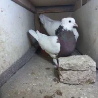 طوقی ماده طوقی سرخ