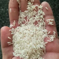 برنج صدری بلند دمسیاه(کلات نادر)|خوردنی و آشامیدنی|مشهد, توس (بلوار توس)|دیوار