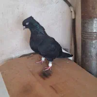 زاغ دم سفید