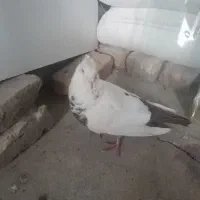 کبوتردم قهوه ای