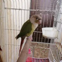 2عددگرینچیک|پرنده|پاکدشت, شهرک امام رضا|دیوار