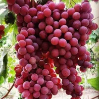 نهال گلدانی انگور تجاری خارجی|گل و گیاه طبیعی|سنندج, |دیوار