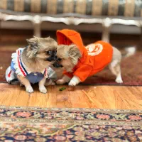 سگ جیبی شیووا سایز صفر