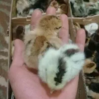 جوجه یکروزه گلپایگان جوجه مرغ و خروس