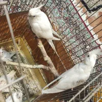 جفت عروس هلندی آلبینو بهمراه پنج عدد جوجه