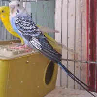 مرغ عشق مولد با جوجه های تازه دونخور و تخم و لانه|پرنده|شاهین‌شهر, مسکن مهر|دیوار