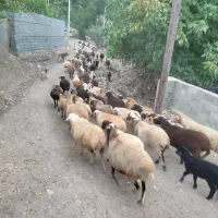 فروش گوسفند و بره|حیوانات مزرعه|کجور, |دیوار