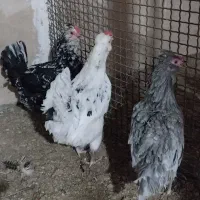 مرغ گلین