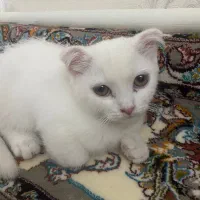 گربه اسکاتیش|گربه|تبریز, |دیوار