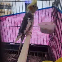 تعدادی عروس هلندی مولد به قیمت