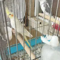 یک جفت عروس هلندی مولد