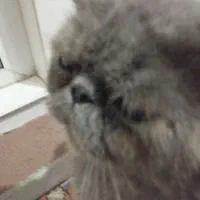 گربیه نژادارنر|گربه|تبریز, |دیوار