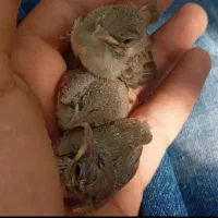 جوجه قناری