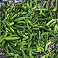 فروش بذر خیار اصلاح شده هیبرید|خدمات باغبانی و درختکاری|مریوان, |دیوار