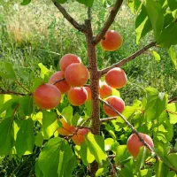 باغ ویلا ،سد امند|فروش خانه و ویلا|صوفیان, |دیوار