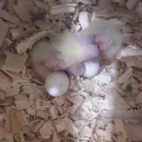 قبول نگه داری انواع پرنده