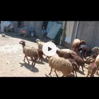 میش و بره داشتی