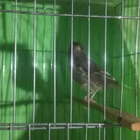 قناری ماده ابلق اماده جوان|پرنده|میاندوآب, |دیوار