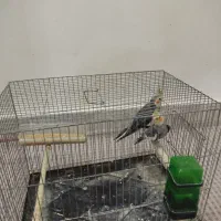 عروس هلندی نر