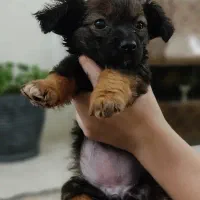 توله اشپیتز پامر