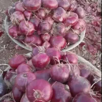 فروش پیاز قرمز با بذر بنابی|عمده‌فروشی|کرمانشاه, |دیوار