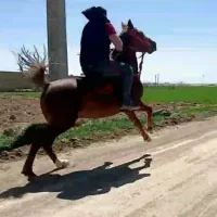 نریان عرب ایرانی