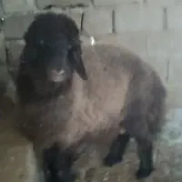 بره نر