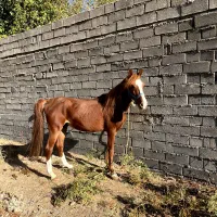 اسب|اسب و تجهیزات اسب‌سواری|خرم‌آباد, |دیوار