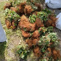 فروش نهال توت فرنگی به صورت ریشه لخت|خدمات باغبانی و درختکاری|اندیمشک, |دیوار