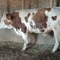 گوساله سیمینتال نر|حیوانات مزرعه|بکتاش, |دیوار