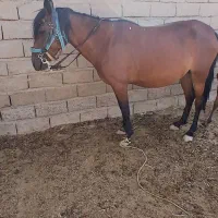 اسب|اسب و تجهیزات اسبسواری|درگز, |دیوار