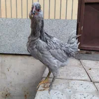 مرغ گلین طوسی خال سور