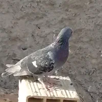 کبوتر مسافتی|پرنده|اردکان, |دیوار