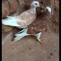 کفتر رنگه درجه یک