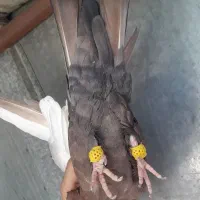 کفتر|پرنده|شیراز, گلکوب|دیوار